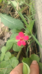 Zinnia
