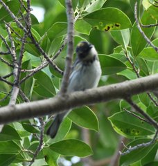 Setophaga coronata coronata