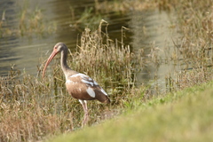 Eudocimus albus