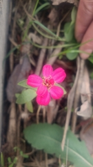 Zinnia