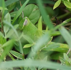 Stenocatantops angustifrons