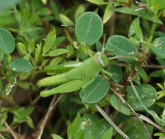 Stenocatantops angustifrons