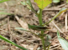 Froggattina australis