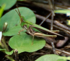 Froggattina australis