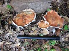 Leucopaxillus gracillimus