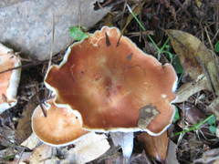 Leucopaxillus gracillimus