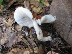 Leucopaxillus gracillimus