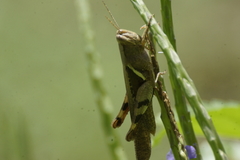 Stenocatantops angustifrons