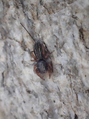 Metacyrba taeniola similis