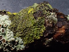 Hyperphyscia syncolla