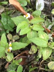 Galinsoga quadriradiata