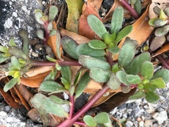 Portulaca oleracea