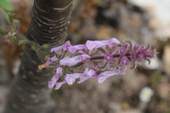 Stachys keerlii