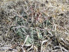 Ferocactus macrodiscus