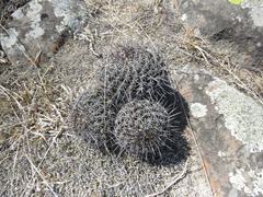 Coryphantha clavata