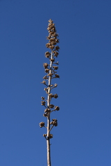 Agave gracilipes