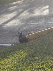 Cairina moschata domestica