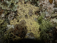 Biatora appalachensis