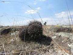 Coryphantha clavata