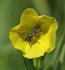 Lasioglossum pavonotus