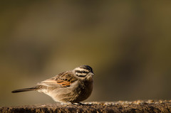Emberiza capensis cinnamomea