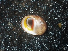 Nerita erythrostoma