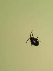 Macrohaltica transversa