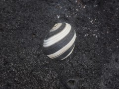 Nerita chamaeleon