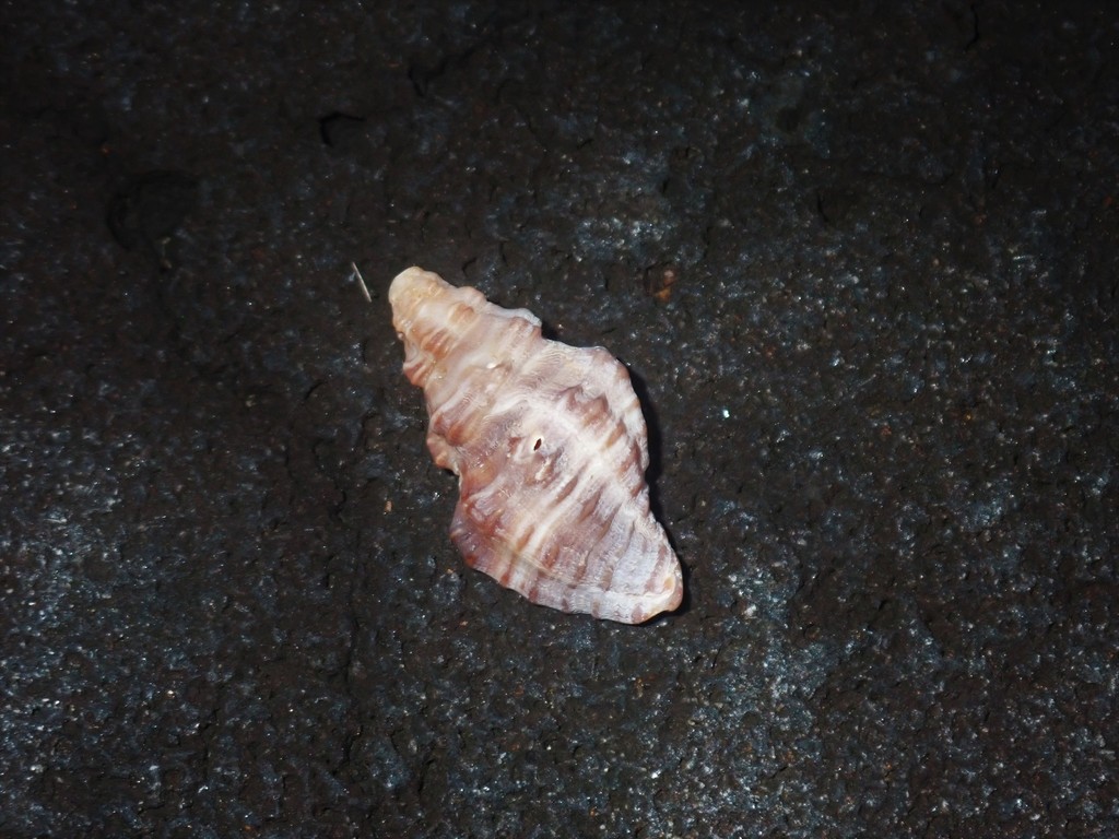 Murex Snails from Queensland, Australia on March 17, 2021 at 0856 AM