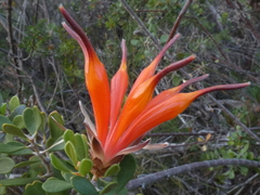 Lambertia inermis