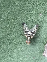 Pseudodyscrasis scutellaris