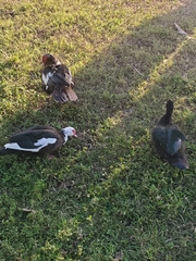 Cairina moschata domestica