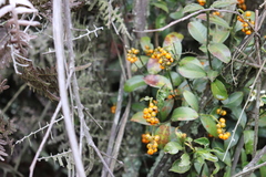 Palicourea boqueronensis