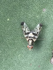 Pseudodyscrasis scutellaris