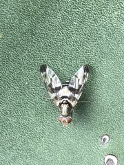 Pseudodyscrasis scutellaris