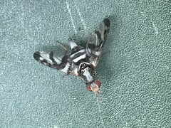 Pseudodyscrasis scutellaris