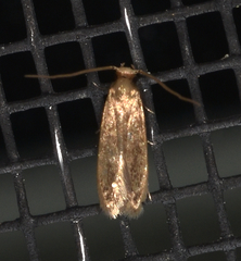 Phaeoses sabinella