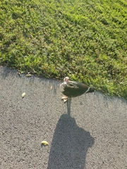 Cairina moschata domestica