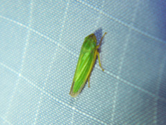 Draeculacephala angulifera