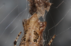 Cyclosa bifurcata