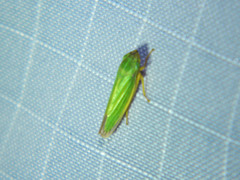 Draeculacephala angulifera