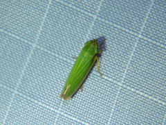 Draeculacephala angulifera