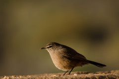 Cercotrichas coryphoeus