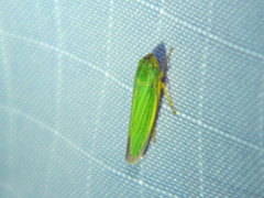 Draeculacephala angulifera