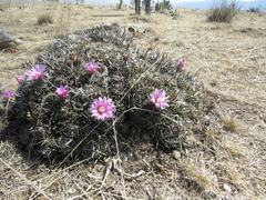 Echinofossulocactus lamellosus