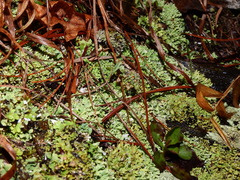 Cladonia rei