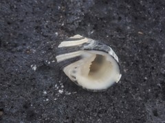 Nerita chamaeleon