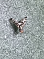 Pseudodyscrasis scutellaris