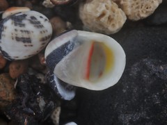 Nerita erythrostoma
