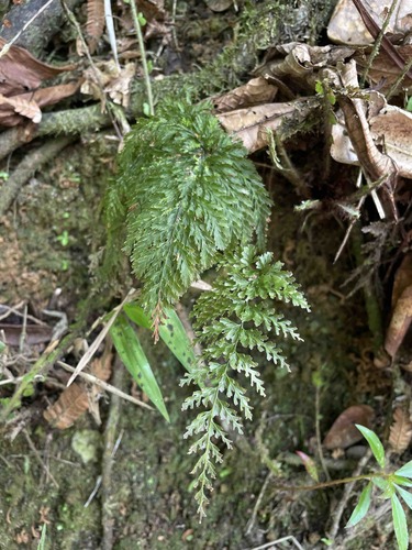 Abrodictyum rigidum observed 2021-03-25